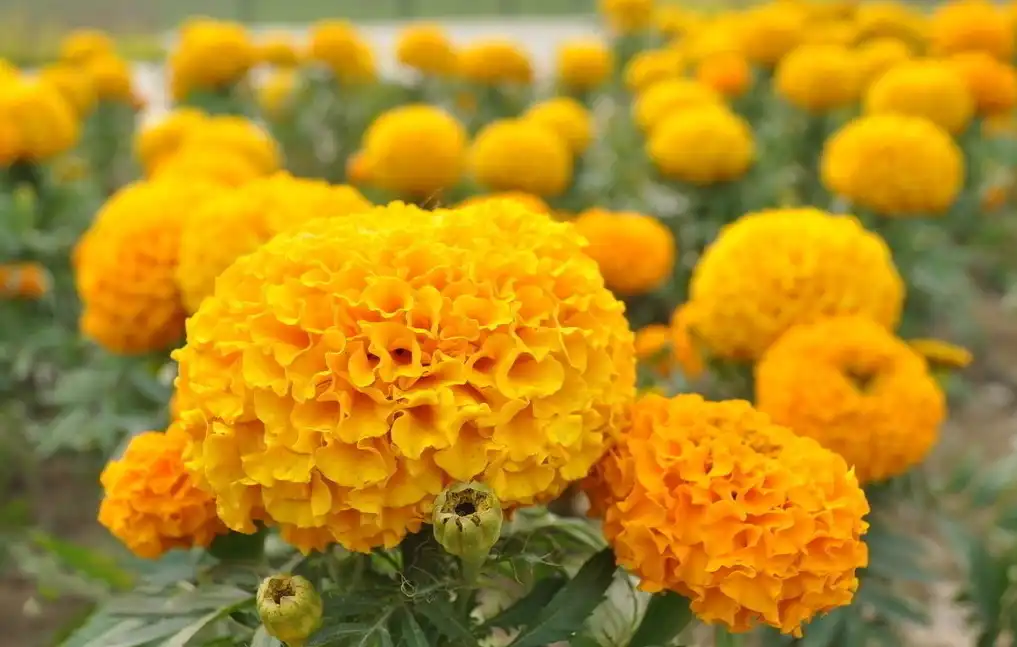 万寿菊 1.jpg